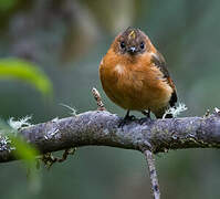 Cinnamon Flycatcher