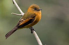 Cinnamon Flycatcher