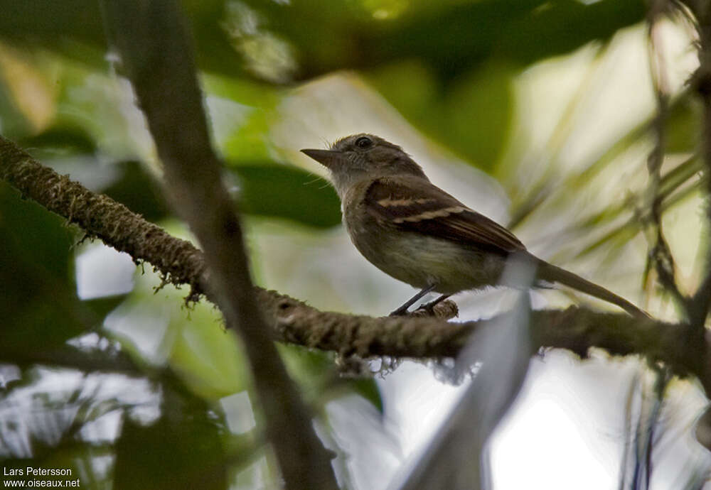 Euler's Flycatcheradult, identification