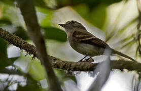 Euler's Flycatcher