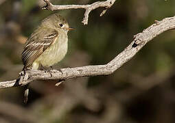 Hammond's Flycatcher