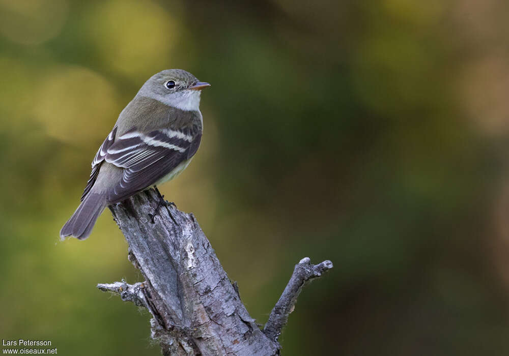 Alder Flycatcheradult, identification