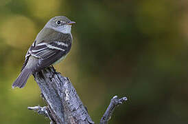 Alder Flycatcher