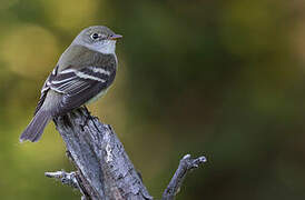 Alder Flycatcher