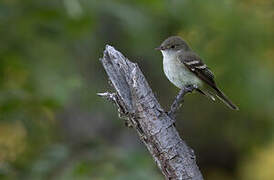 Alder Flycatcher