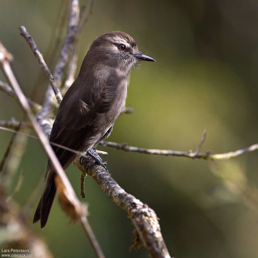 Smoky Bush Tyrantadult, identification