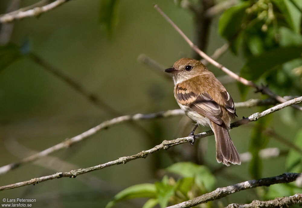 Bran-colored Flycatcher