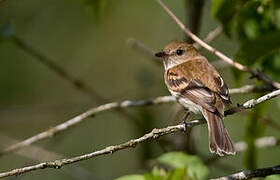 Bran-colored Flycatcher