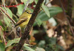 Flavescent Flycatcher