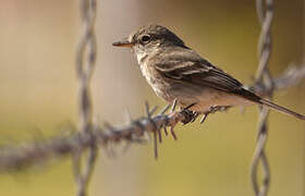 American Grey Flycatcher