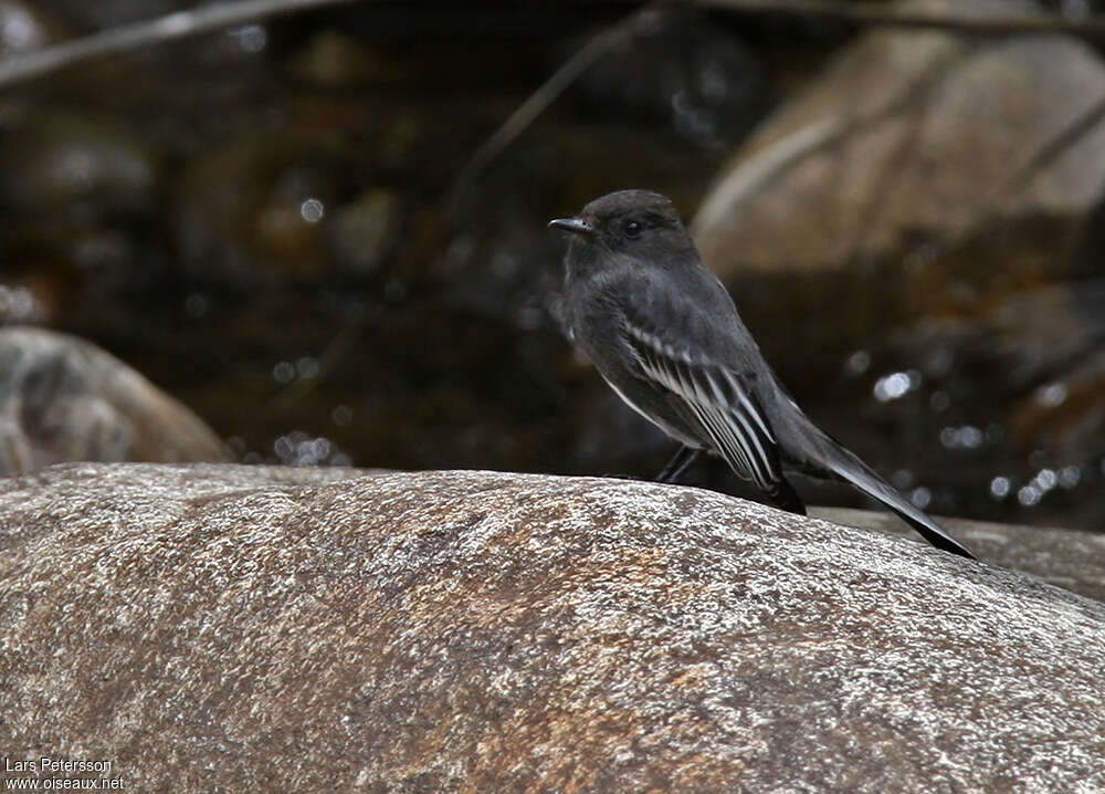 Black Phoebeadult, habitat, pigmentation