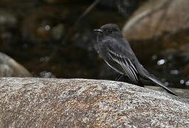 Black Phoebe