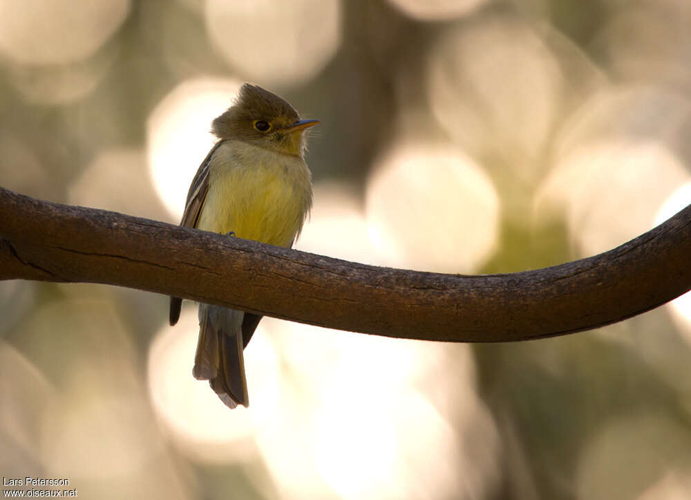 Western Flycatcher