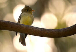 Western Flycatcher