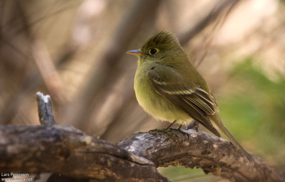 Western Flycatcher