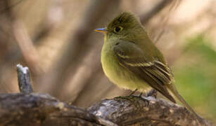 Western Flycatcher