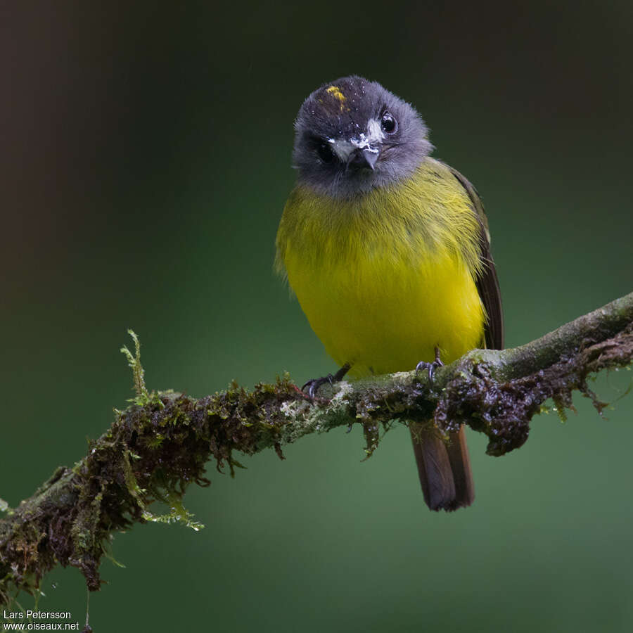 Ornate Flycatcher, close-up portrait