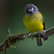 Ornate Flycatcher