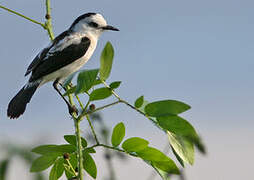 Pied Water Tyrant