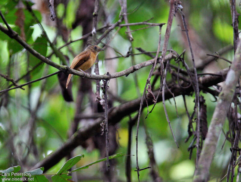 Ruddy-tailed Flycatcheradult, habitat, pigmentation