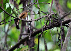 Ruddy-tailed Flycatcher