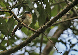 Handsome Flycatcher