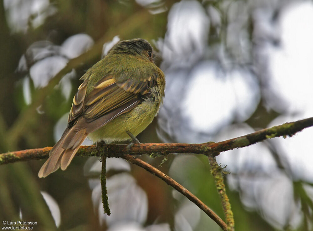 Handsome Flycatcher