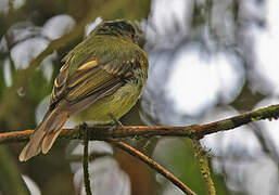 Handsome Flycatcher