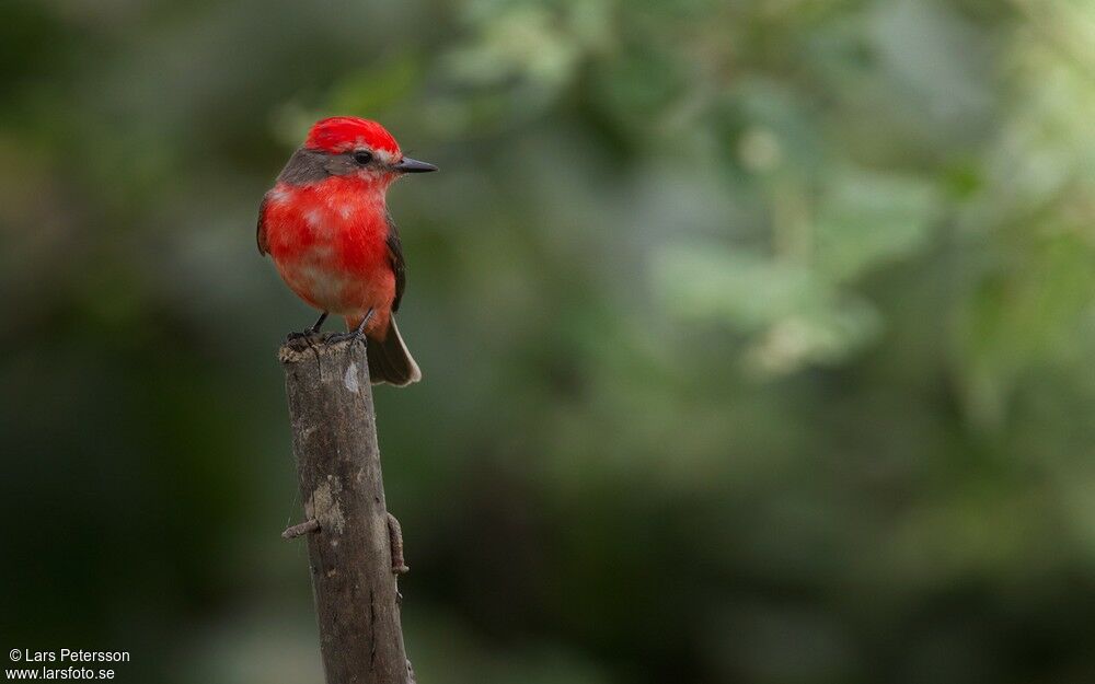 Vermilion Flycatcher