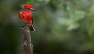 Vermilion Flycatcher