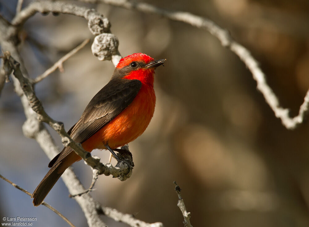 Vermilion Flycatcher