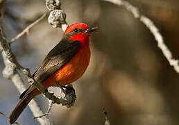 Vermilion Flycatcher