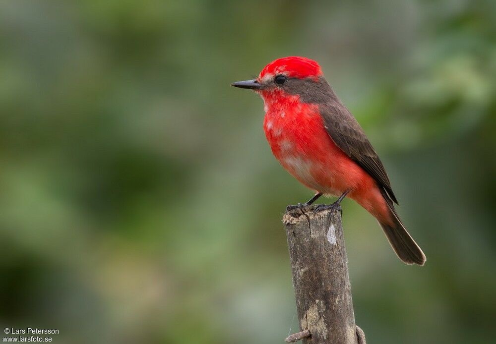 Vermilion Flycatcher