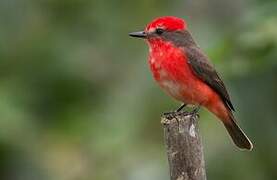 Vermilion Flycatcher