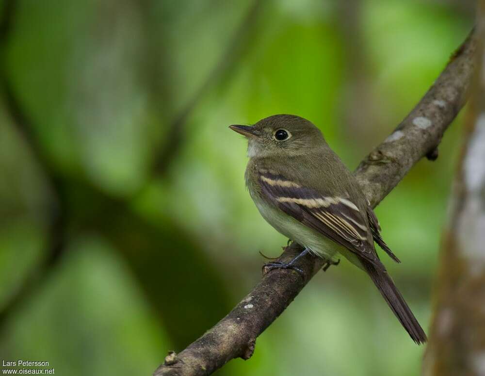 Acadian FlycatcherSecond year, identification