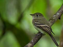 Moucherolle vert