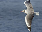 Mouette à tête grise