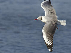 Grey-headed Gull