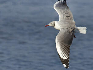 Mouette à tête grise