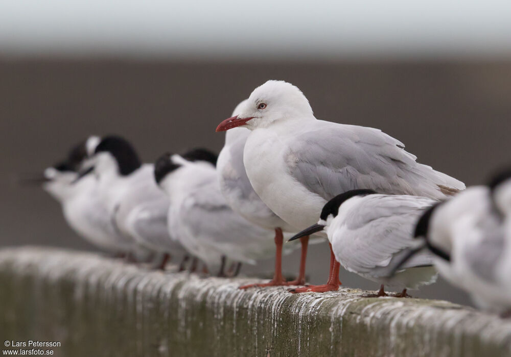 Mouette argentée