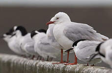 Mouette argentée