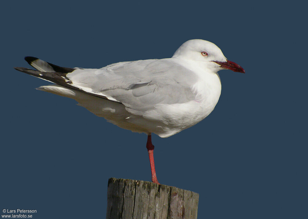 Silver Gull