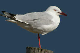 Mouette argentée