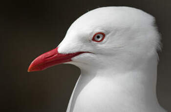 Mouette argentée