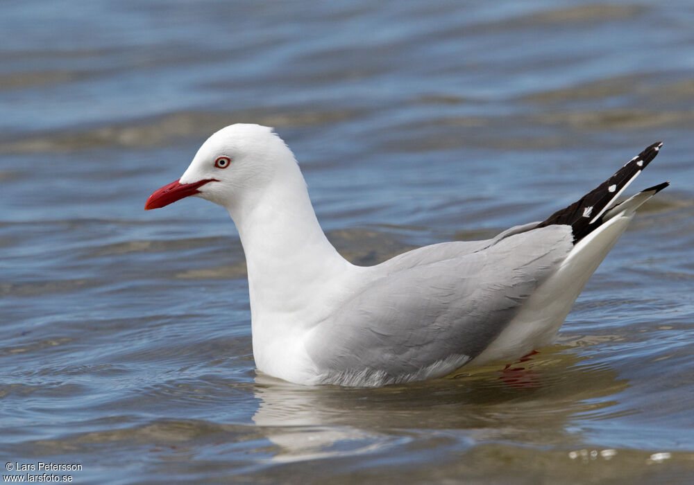 Mouette argentée