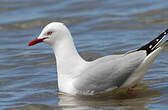 Mouette argentée