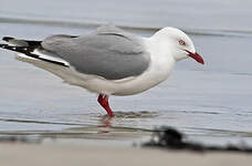 Mouette argentée