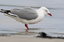 Silver Gull