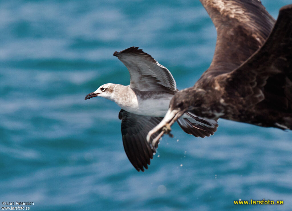 Laughing Gull