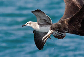 Mouette atricille